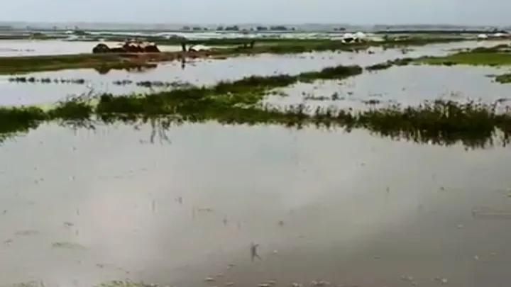 বিশ্বনাথে বৃষ্টির জলাবদ্ধতায় তলিয়ে গেছে শত একর বোরো ধান ক্ষতির মুখে কৃষক 